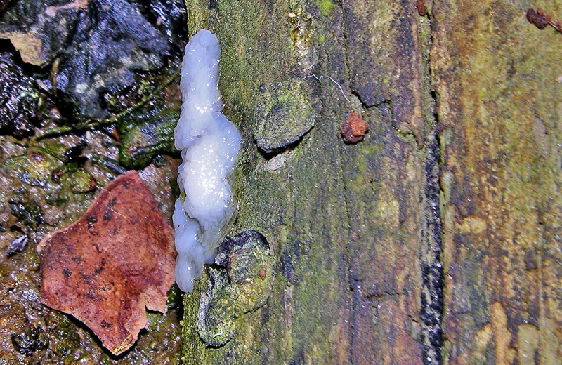 Nascite in Asco-acquario(2)